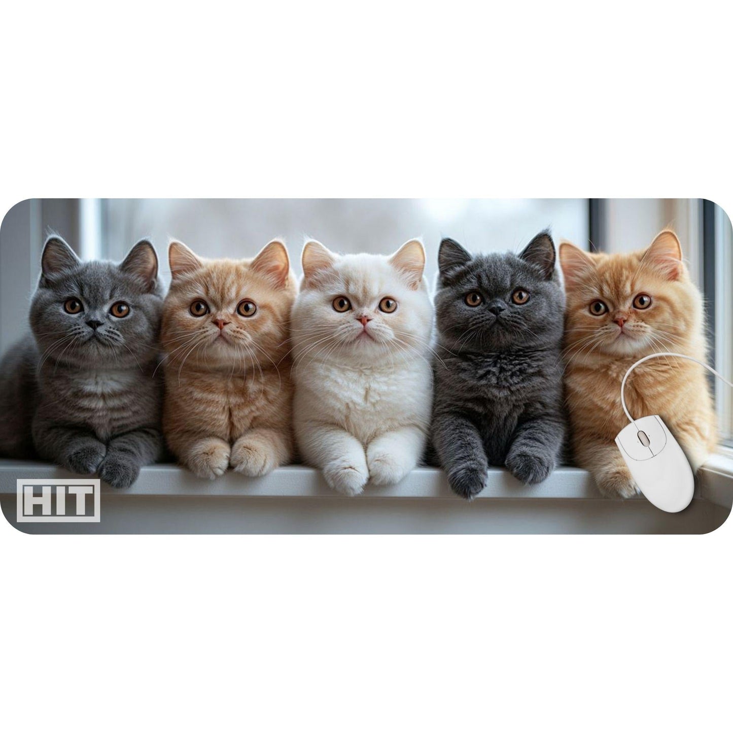 Kittens Kittens Kittens! - HEYITSTRENDY