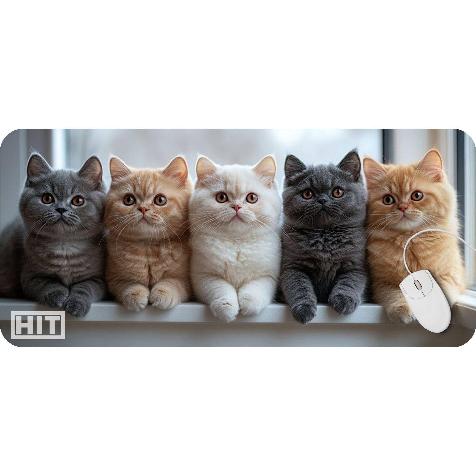 Kittens Kittens Kittens! - HEYITSTRENDY